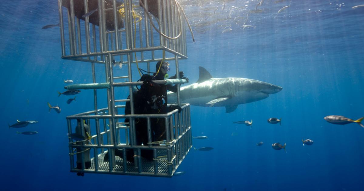 Ejemplar de gran tiburón blanco ('Carcharodon Carcharias') siendo filmado en aguas cercanas a la isla de Guadalupe, (México), en una imagen de archivo.