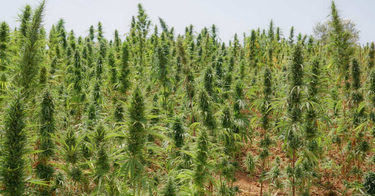 Imagen de archivo de una plantación de marihuana (cannabis) en Chefchaouen (Marruecos).