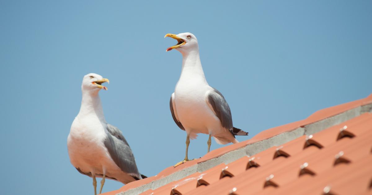 Imagen de archivo de dos gaviotas sobre un tejado.