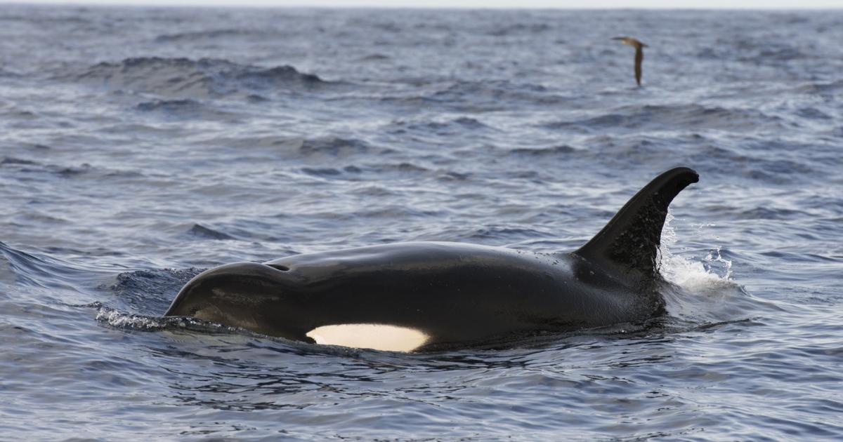 Imagen de archivo de una orca en el Atlántico, a la altura de El Hierro.