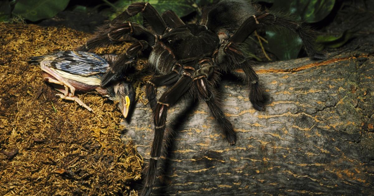 Imagen de archivo de un ejemplar de tarántula gigante Goliat ('Theraphosa blondi'), alimentándose de su presa cazada, un pequeño pájaro.