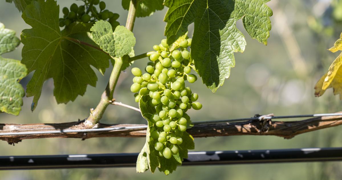 Imagen de archivo de un racimo de uvas de la variedad Godello.