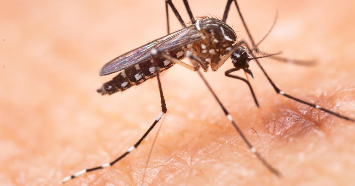Mosquito pica en la piel de un humano.