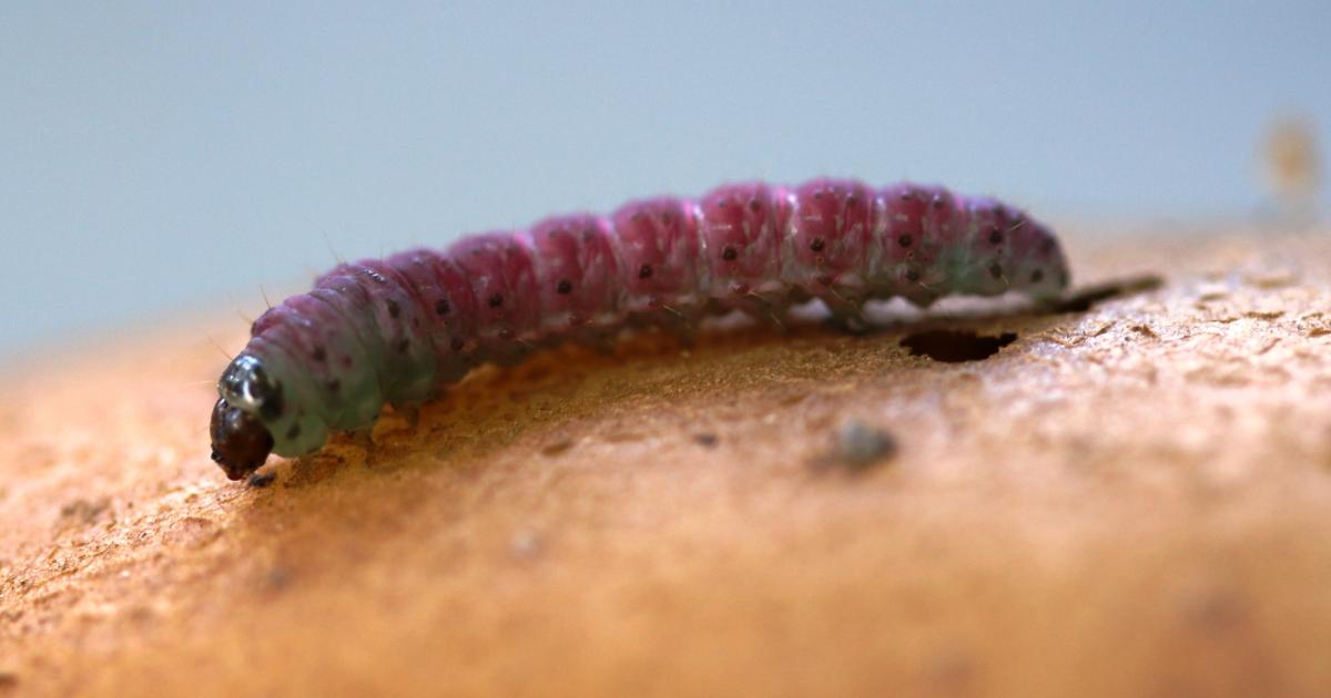 Vista lateral de una larva.