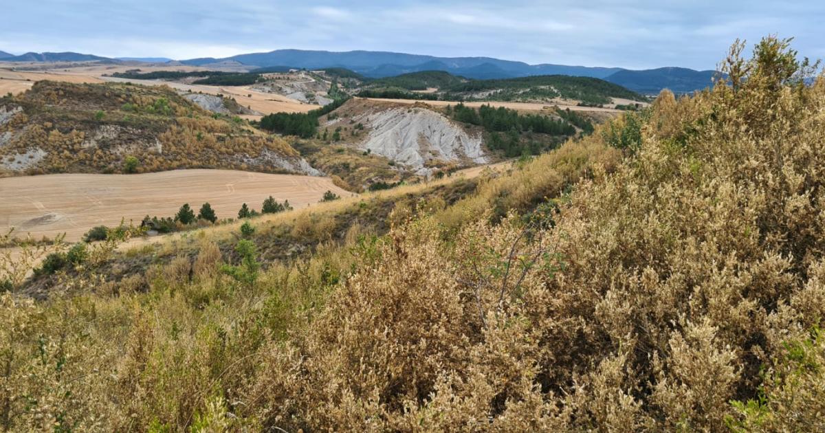 Un bosque navarro, seco, afectado por la plaga de la polilla de boj.