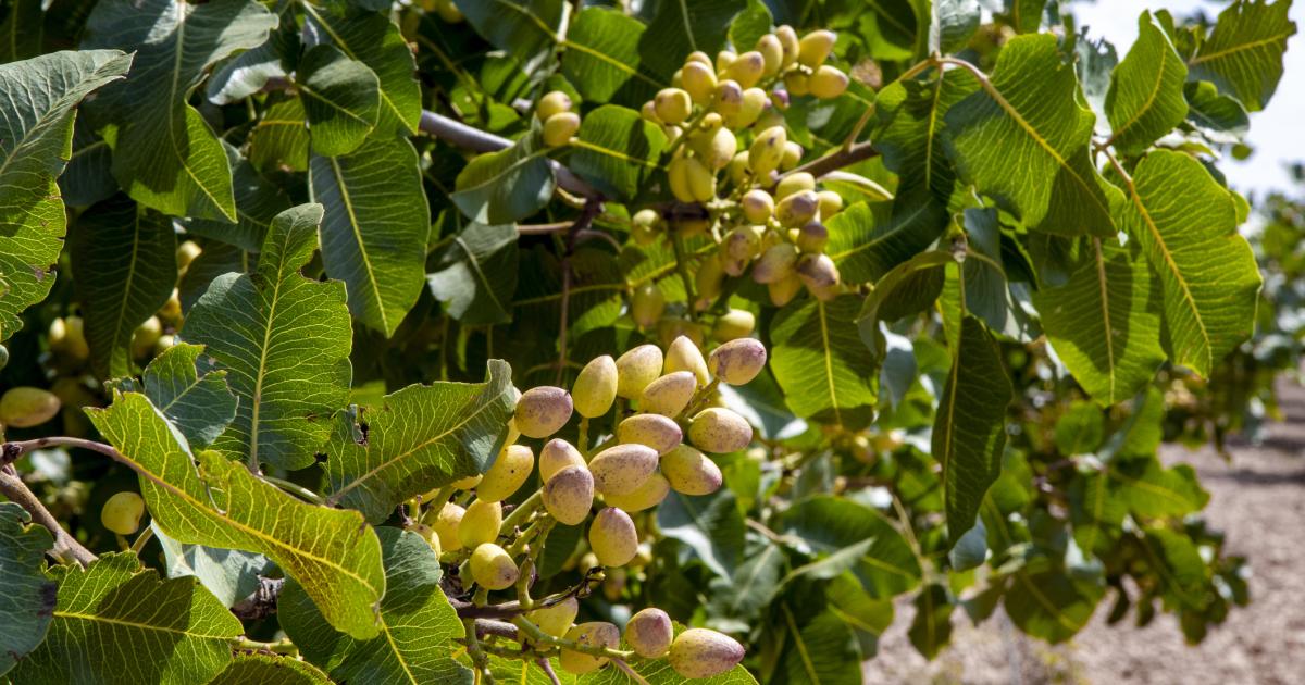 Árbol de pistacho.