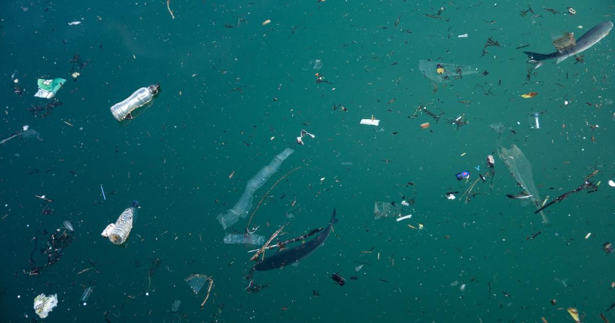 Dos peces nadan en aguas con alta presencia de microplásticos.