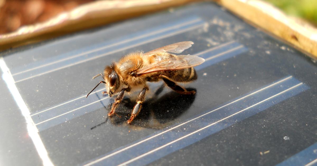 Imagen de archivo de una abeja posada sobre una panel solar.