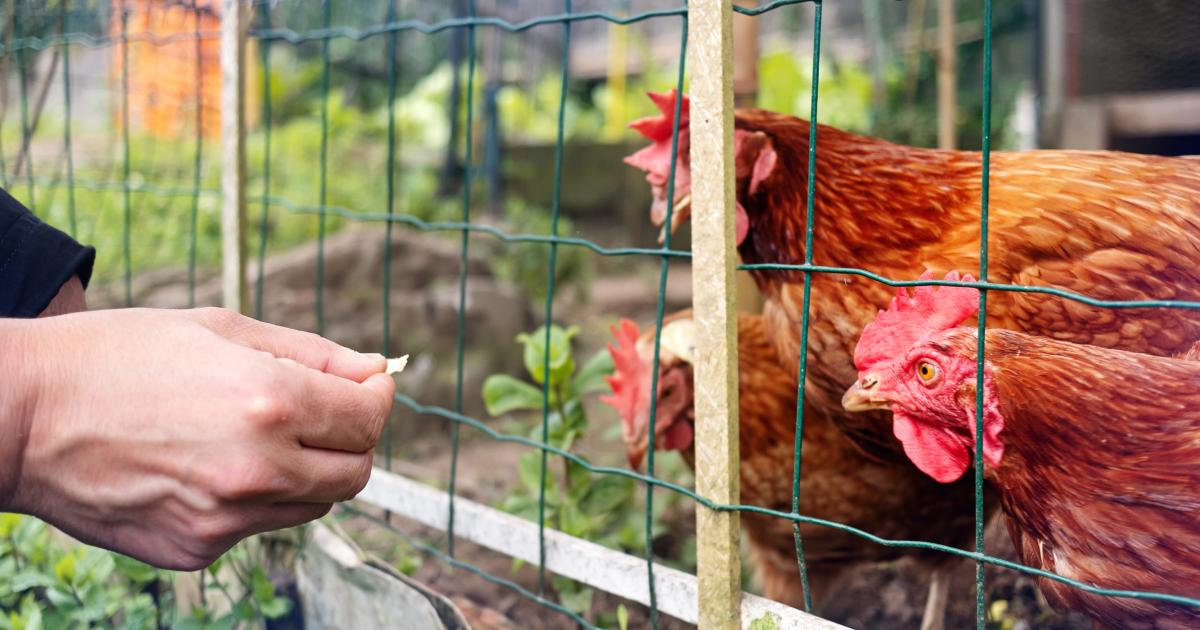 Un gallinero.