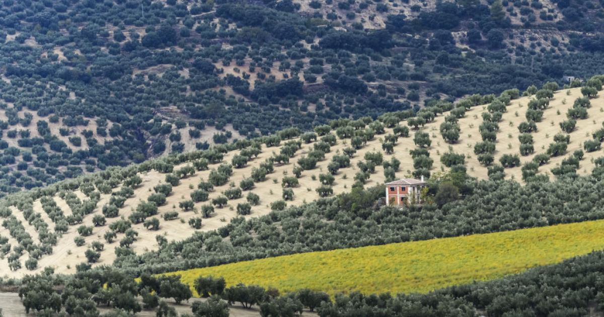 'Mar de olivos' en los alrededores de Cazorla, Jaén