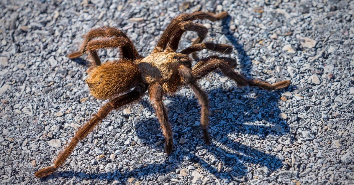 Una tarántula, en una imagen de archivo