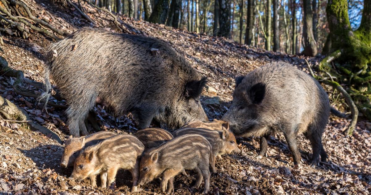 Una familia de jabalíes en A Coruña(Galicia).