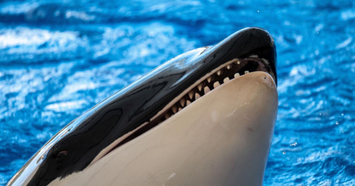 Una orca en Loro Parque (Tenerife).