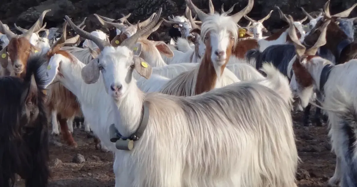 Un grupo de cabras con los dispositivos localizadores colgados del cuello.