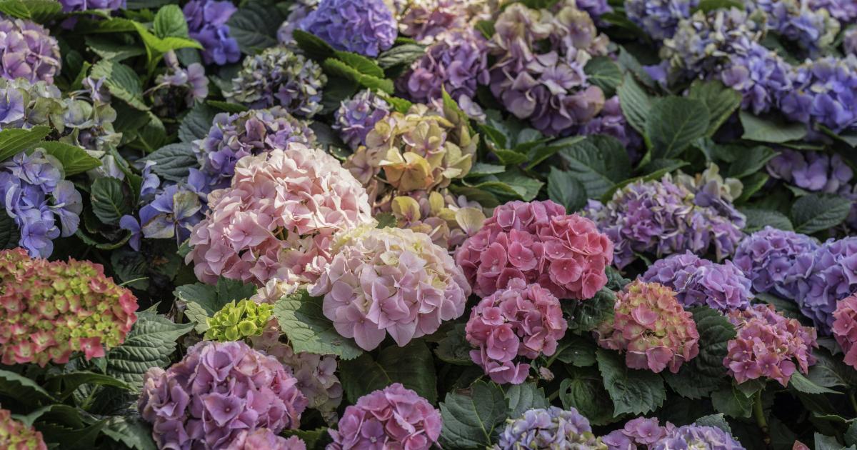 Hortensias.