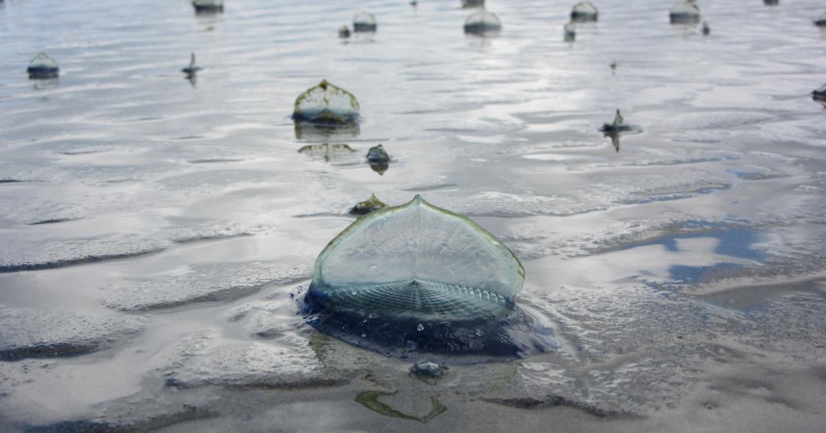 Ejemplares de medusa vela ('Velella velella'), en una imagen de archivo.