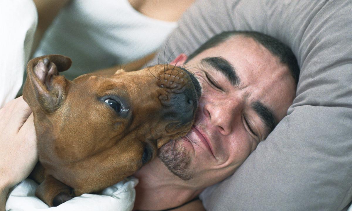 es un perro lamiendo tu cara una muestra de cariño