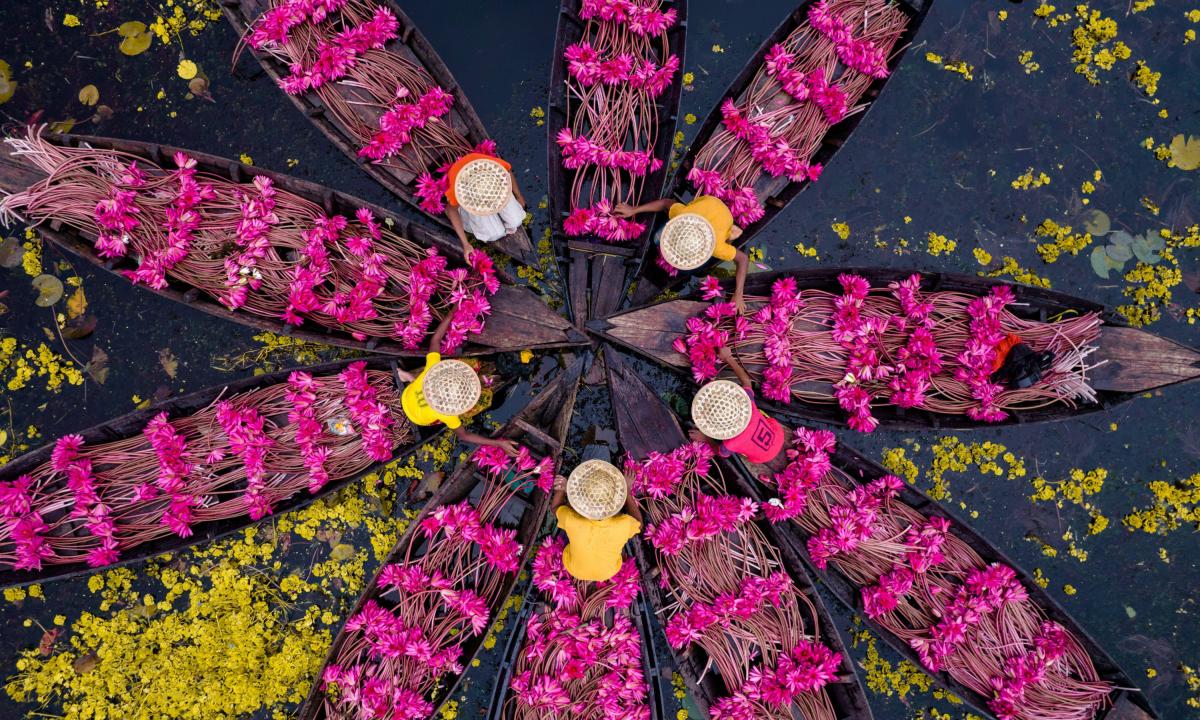 Agricultores flotando en un canal recolectando nenúfares en Satla Union, Barishal, en Bangladesh.