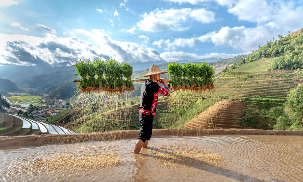 Un joven de etnia H'Mong que lleva brotes de arroz jazmín para cultivarlos en campos de arroz en Mu Cang Chai, provincia de Yen Bai, Vietnam.