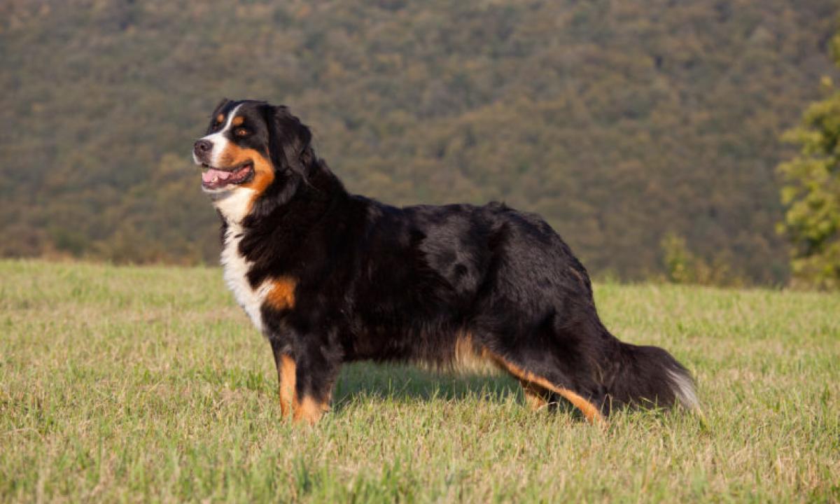 noticiaspuertosantacruz.com.ar - Imagen extraida de: https://www.huffingtonpost.es//sociedad/los-boyero-berna-caracteristicas-esperanza-vida-perros-ideales-tienesnos-casa-hpe1.html