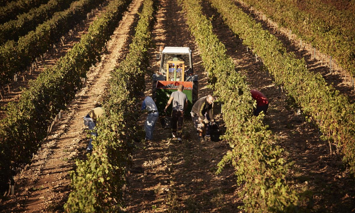 noticiaspuertosantacruz.com.ar - Imagen extraida de: https://www.huffingtonpost.es//life/salud/espana-presume-comarca-mayor-produccion-fruta-gasolina-cerebro.html