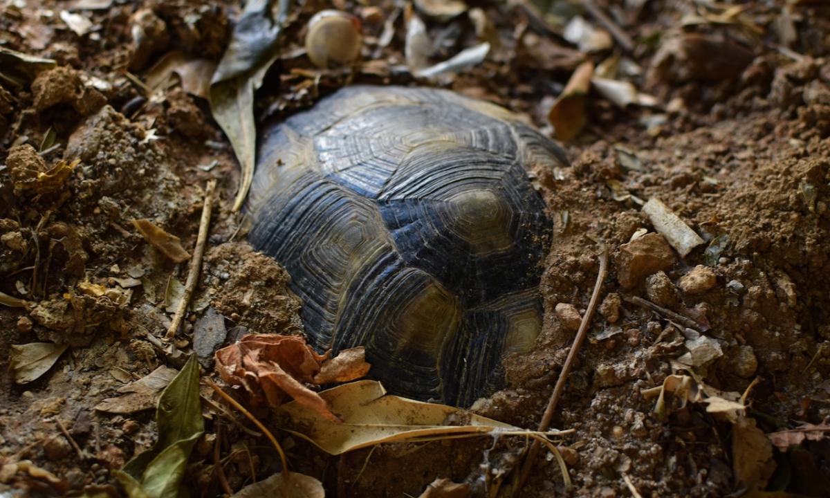 noticiaspuertosantacruz.com.ar - Imagen extraida de: https://www.huffingtonpost.es//life/animales/lo-deben-todos-duenos-tortugas-preparar-hibernacion-obligatoria-invierno.html