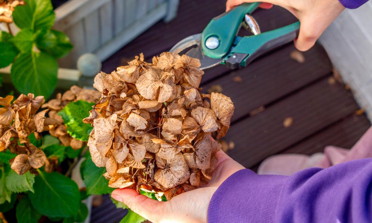 noticiaspuertosantacruz.com.ar - Imagen extraida de: https://www.huffingtonpost.es//planeta/las-hortensias-jardin-piden-ayuda-febrero-vida-larga-fuertebr.html