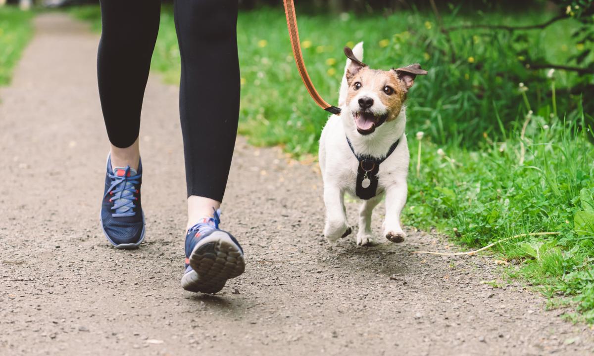 noticiaspuertosantacruz.com.ar - Imagen extraida de: https://www.huffingtonpost.es//life/animales/un-veterinario-desvela-regla-definitiva-sobre-deberias-pasear-perrobr.html