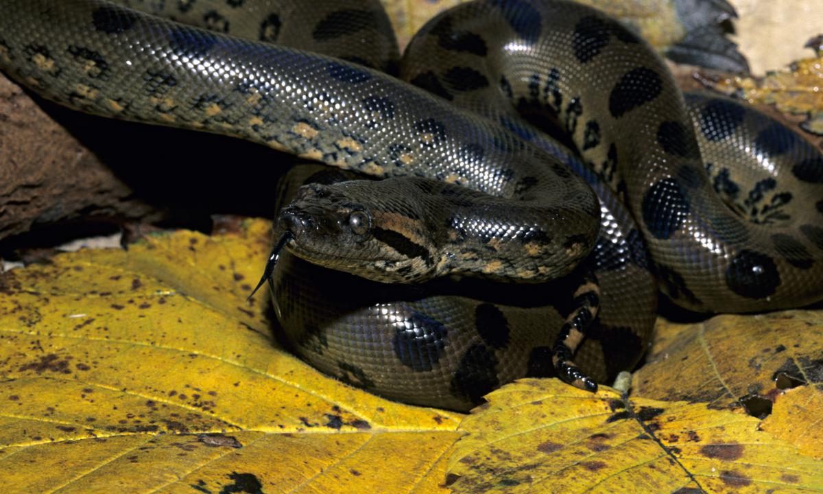 noticiaspuertosantacruz.com.ar - Imagen extraida de: https://www.huffingtonpost.es//life/animales/un-popular-actor-descubre-nueva-especie-serpiente-considera-mas-grande-mundo.html