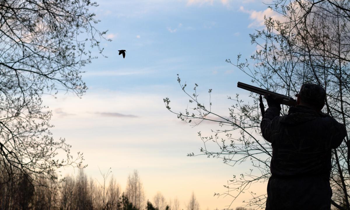 noticiaspuertosantacruz.com.ar - Imagen extraida de: https://www.huffingtonpost.es//life/animales/adios-caza-aves-oscuras-comunidad-valenciana.html