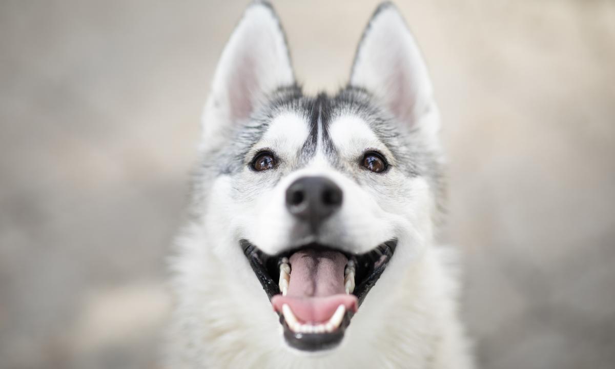 noticiaspuertosantacruz.com.ar - Imagen extraida de: https://www.huffingtonpost.es//sociedad/un-perro-vagabundo-marruecos-termina-ceuta-protectora-pide-ayuda-tolera-comida-cara.html