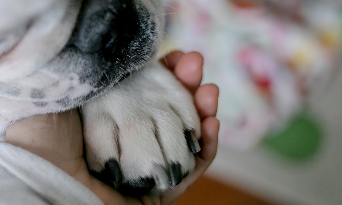 noticiaspuertosantacruz.com.ar - Imagen extraida de: https://www.huffingtonpost.es//life/animales/un-cachorro-grave-encuentro-plaga-mortal-perros-veterinarios-espanoles-obran-milagro.html