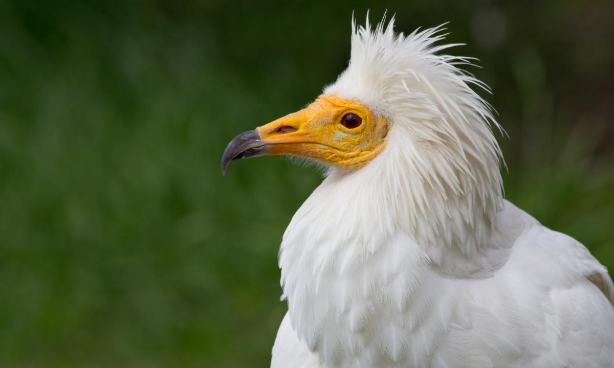 noticiaspuertosantacruz.com.ar - Imagen extraida de: https://www.huffingtonpost.es//life/animales/el-ave-espanola-niega-extinguirse-gran-cambio-ciclo-reproductivo-multiplicado-especies.html