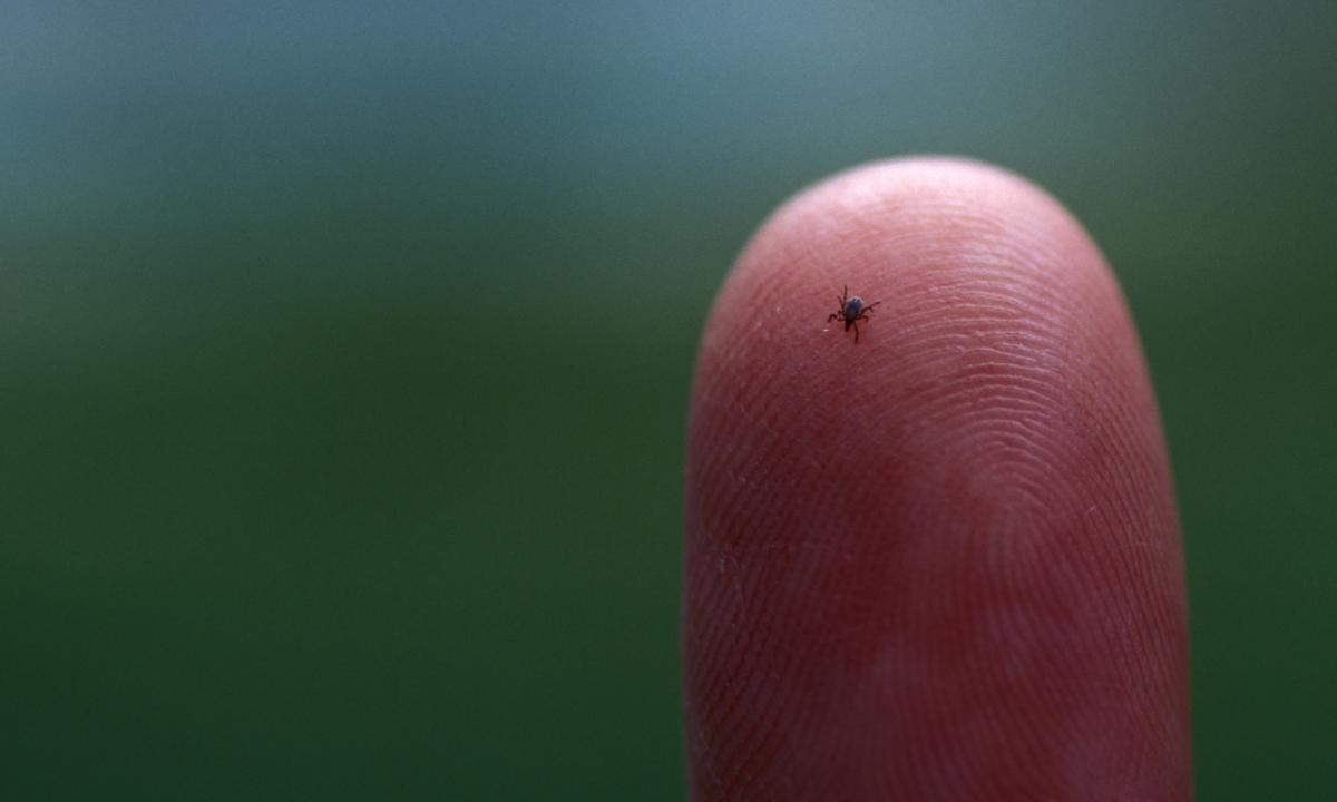 noticiaspuertosantacruz.com.ar - Imagen extraida de: https://www.huffingtonpost.es//sociedad/un-diminuto-insecto-destruye-vida-joven-siempre-estaba-infectada-le-preste-atencion.html