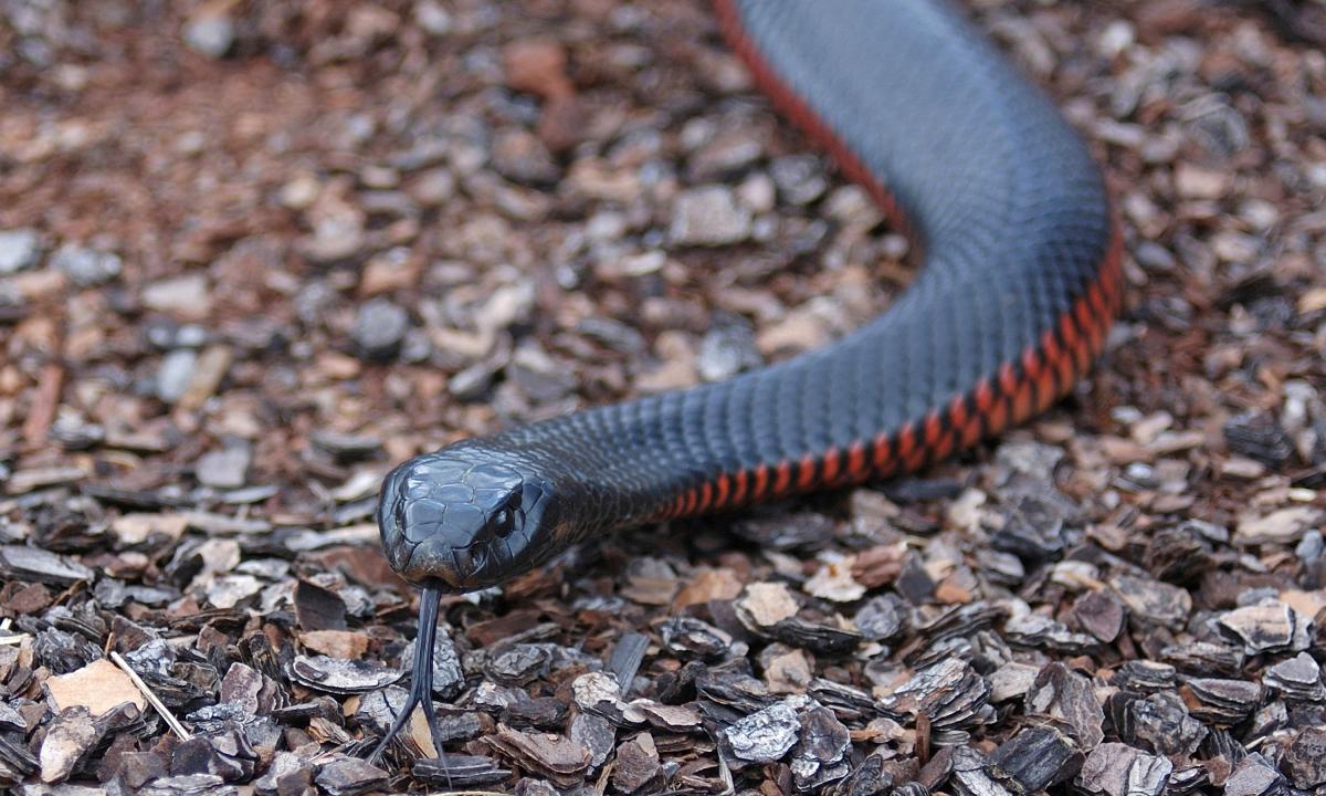 noticiaspuertosantacruz.com.ar - Imagen extraida de: https://www.huffingtonpost.es//sociedad/abona-cesped-jardin-expertos-desplazan-urgencia-aparicion-102-serpientes-venenosas.html