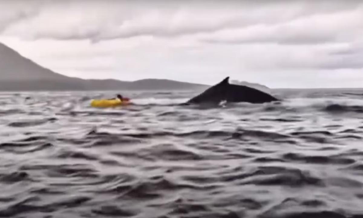 noticiaspuertosantacruz.com.ar - Imagen extraida de: https://www.huffingtonpost.es//planeta/pudo-imaginarlo-julio-verne-real-graba-ballena-engulle-escupe-hijo.html