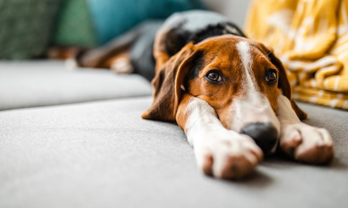 noticiaspuertosantacruz.com.ar - Imagen extraida de: https://www.huffingtonpost.es//life/animales/una-veterinaria-aclara-hay-dejar-luces-casa-encendidas-tus-mascotas-quedan-solas.html