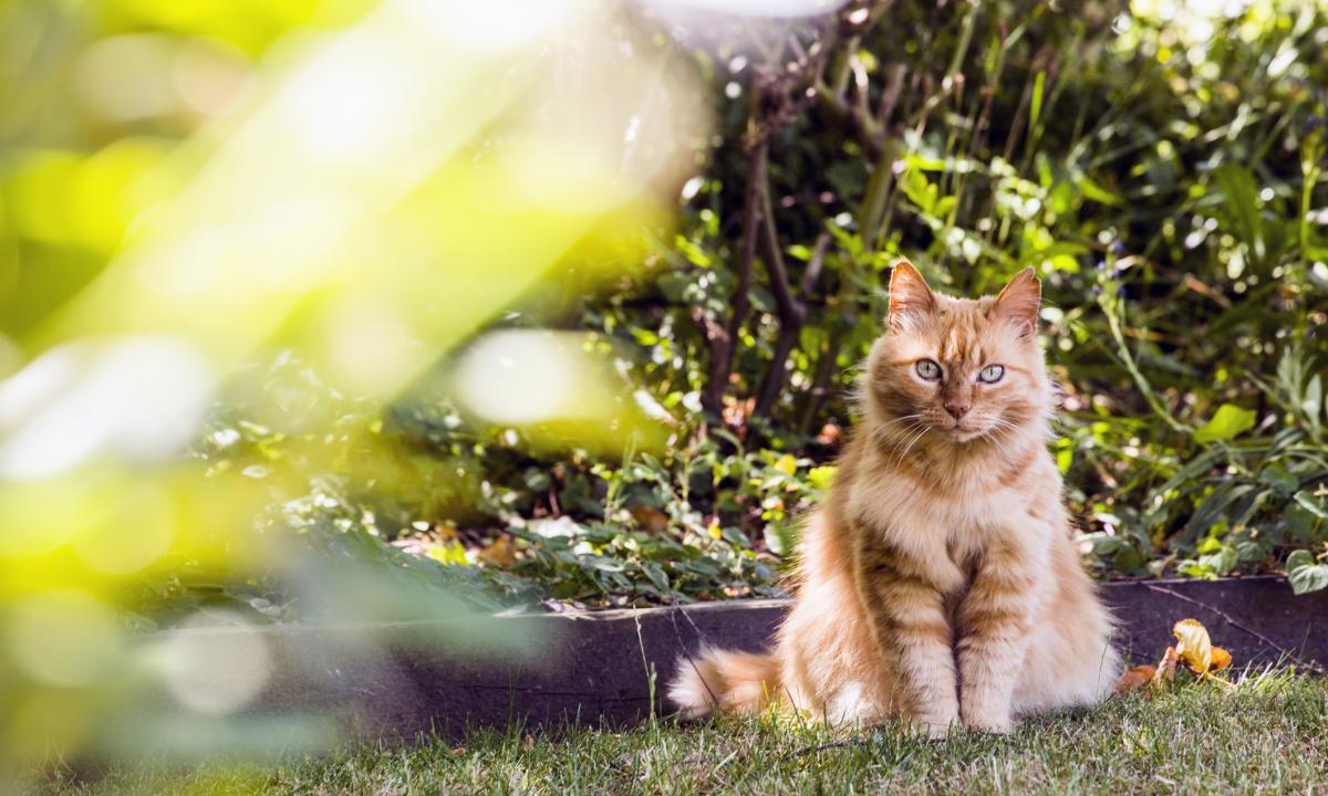 noticiaspuertosantacruz.com.ar - Imagen extraida de: https://www.huffingtonpost.es//life/animales/el-fuerte-olor-tienes-poner-jardin-ahuyentar-gatos-callejeros.html