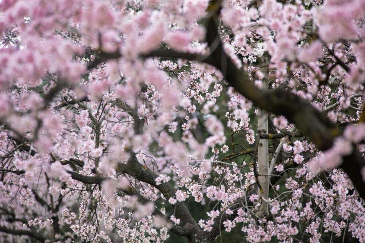 Primavera en Madrid: la floración de los almendros en la Quinta de los  Molinos