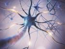 Las neuronas comunican con los tumores cerebrales (gliomas)
