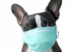 ¿Tener mascotas ayuda a sobrellevar el aislamiento por el coronavirus?