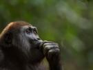 Covid-19 en los primates: ¿debemos preocuparnos?
