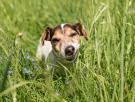 Por qué tu perro come hierba y luego vomita