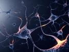 Nuestras neuronas sufren atascos que pueden dañar el cerebro