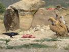 Gran bacanal de buitres en Iruelas: carroñeros al ataque