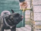 Las 11 razas de perro más sensibles al calor