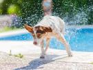 Ocho trucos para refrescar a los perros en verano