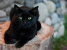 Los gatos negros, ¿y su mala suerte?