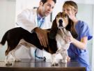 Las enfermedades más habituales de cada raza de perro