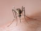 ¿Por qué los mosquitos nos pican a unos más que a otros?
